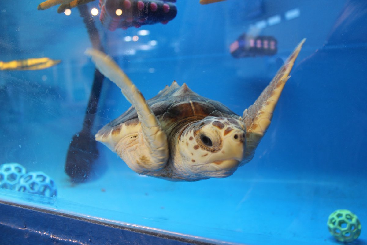 Our Sea Camp registration is now full! We look forward to seeing your campers this summer!🐢😎
.
.
#tybeeislandmarinesciencecenter #tybeeisland #visittybee