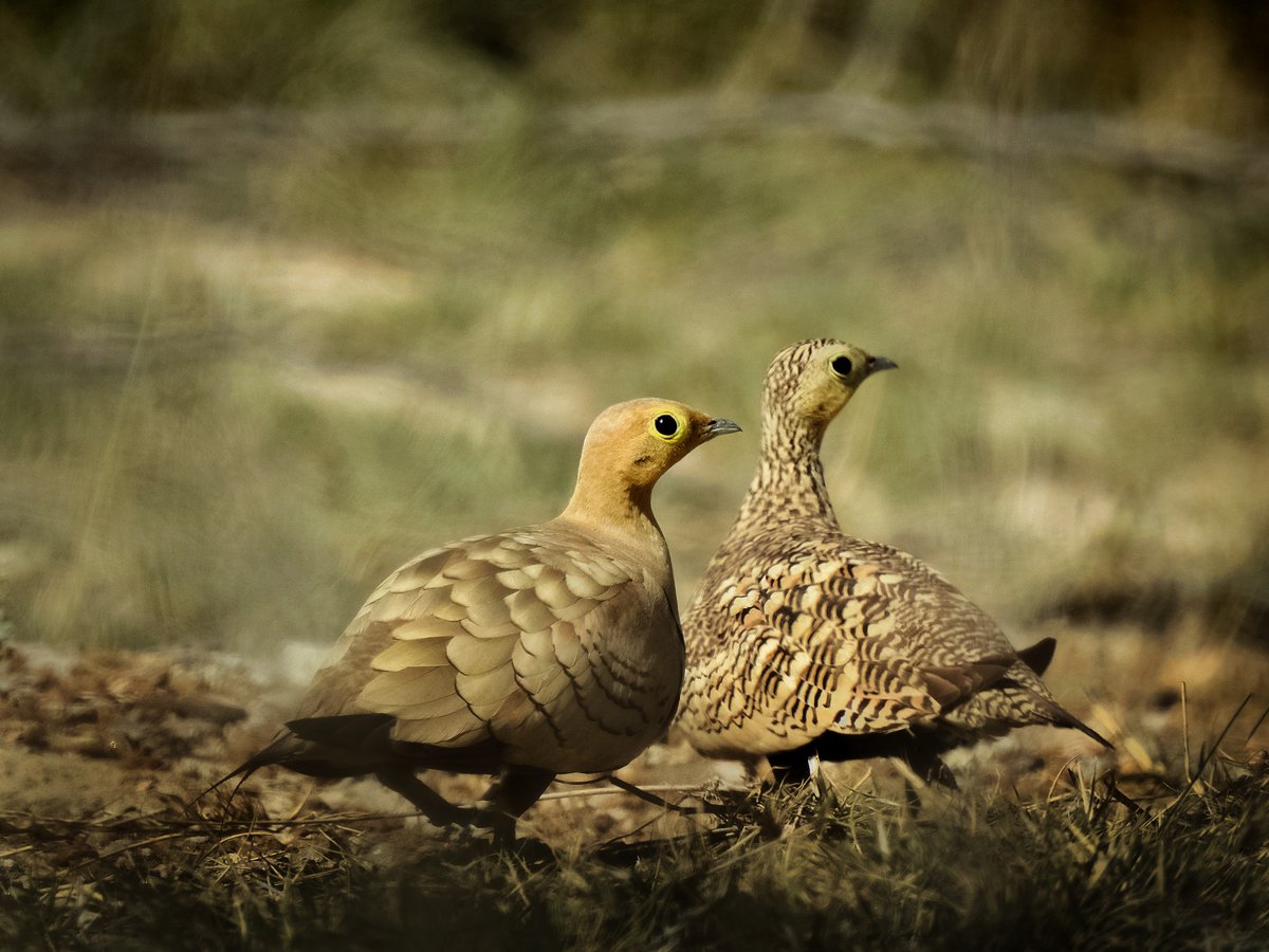 BirdingFair's tweet photo. @SambharRamsarSite is presently feeding some 24,000 @Flamingos (both sp). Species across nearby ground offer diversity. @ChestnutbelliedSandgrouse happen to be charming as photographed by @Pulkit Tank on 12 March 22, that marked @RajasthanPatrika's Bird Fair, supported by @TWSI. https://t.co/eaaGkx9Z9d