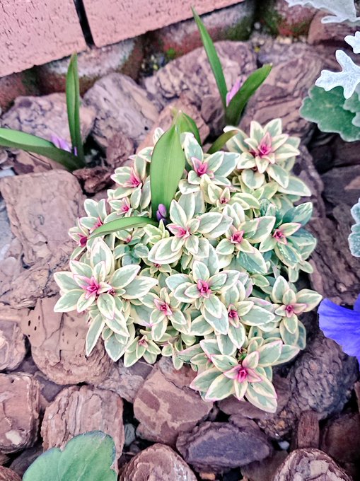 フォレストマリアージュさんの間から、植えた記憶のない球根が…土しっかり混ぜたのになぁ💦 