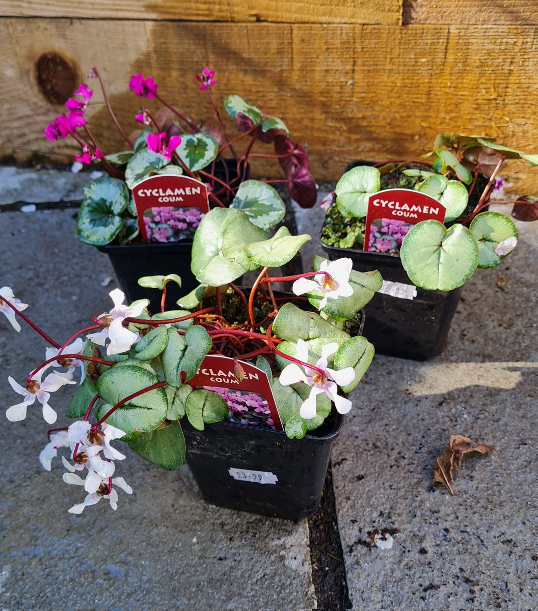 MershSteph's tweet photo. Inspired by this week's @GWandShows. Hopefully they will grown well under the big tree! #GardeningTwitter #GardenersWorld https://t.co/wCKmKPtPxK