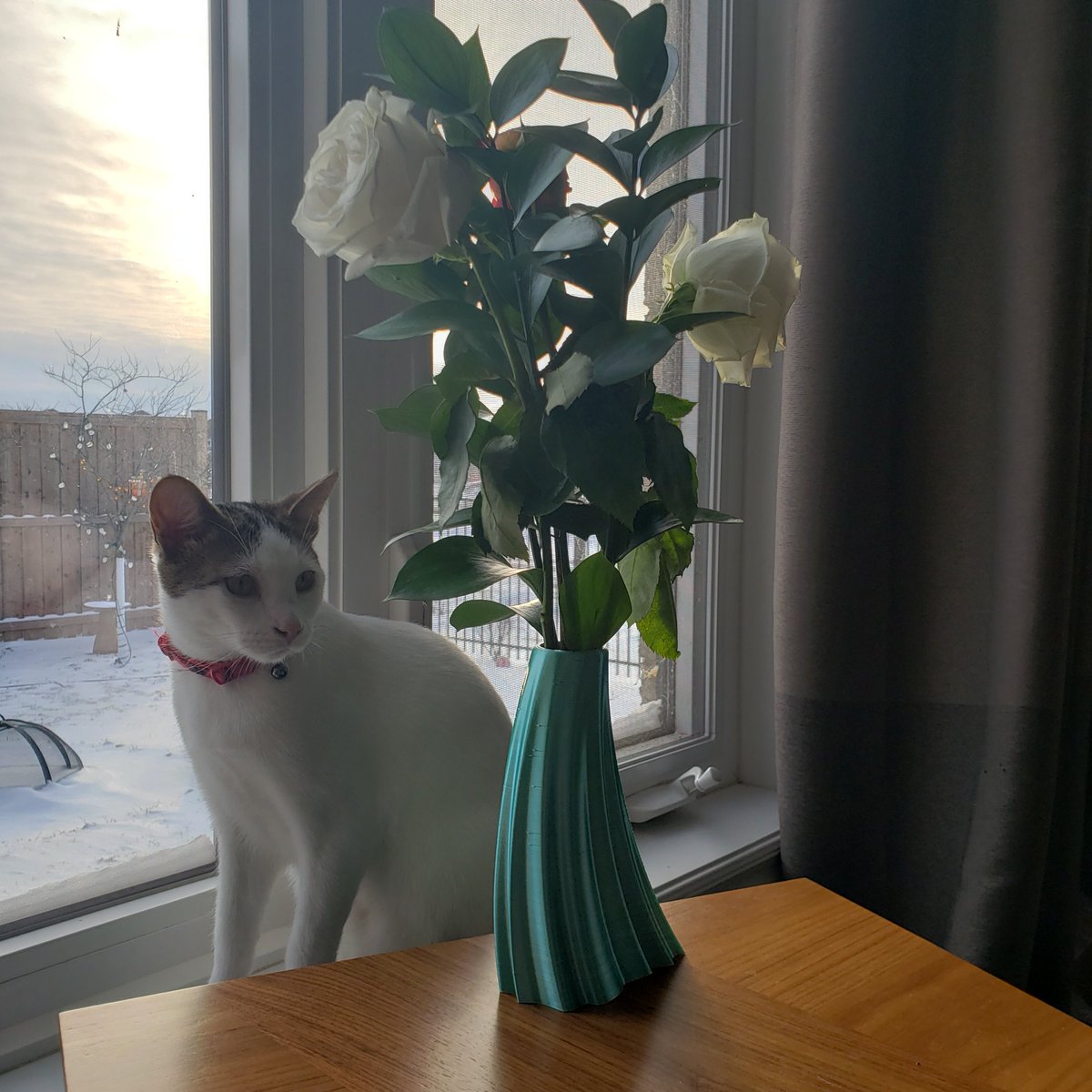 ShapeofAwe's tweet photo. Spring is here!!! (don't let the snowfall from yesterday  and the dissapointment is Señor Lars' face tell you differently😅)
#spring #falsespring #snow #goodmorning #GoodVibesOnly #CatsOfTwitter #3Dprinting #happymonday https://t.co/M3kOhdjAxr