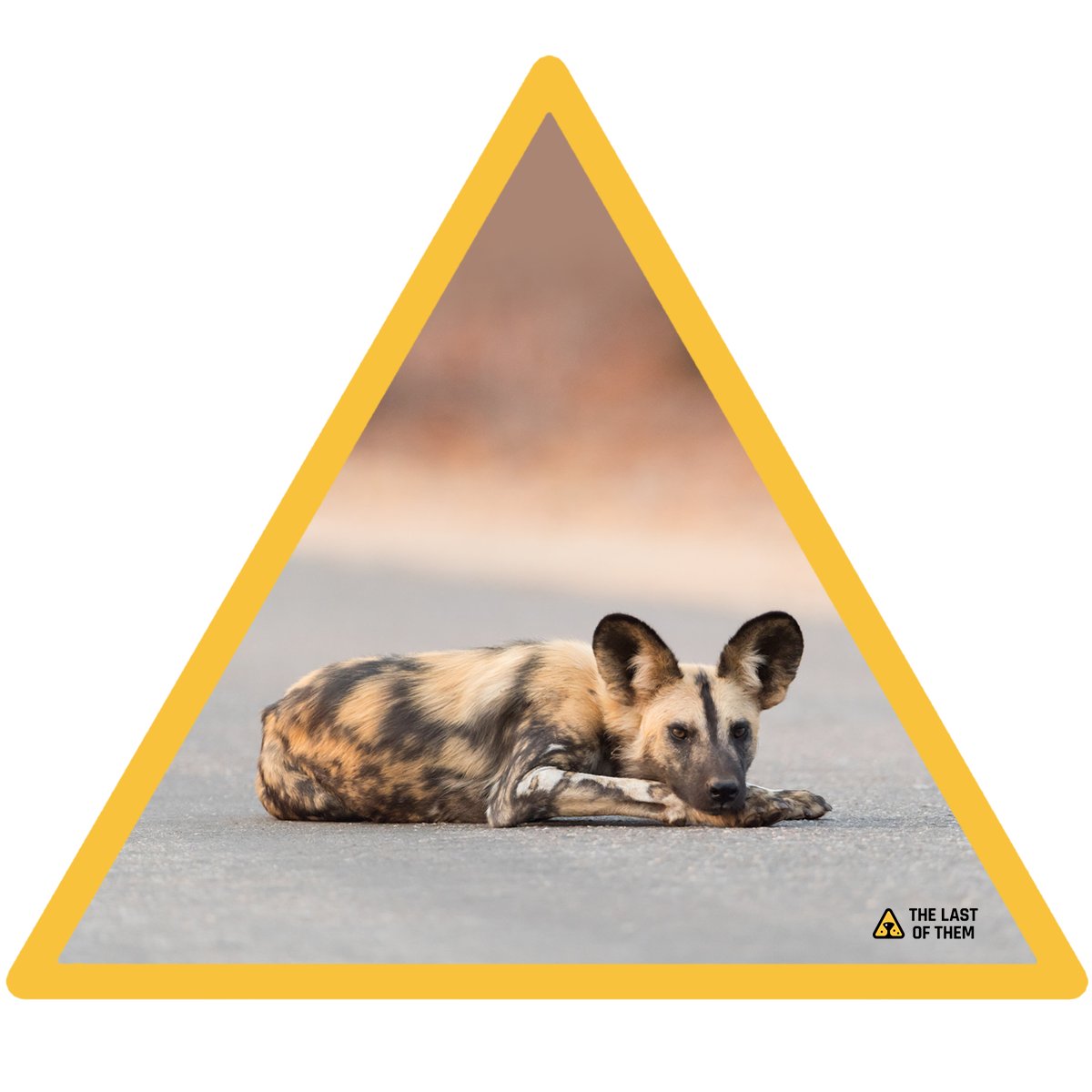 TheLastofThem__'s tweet photo. The best way to preserve the #engendered species is to protect the environment in which they live. π
Support them: https://t.co/gvoFCL3kRe https://t.co/7vSHIYBckr