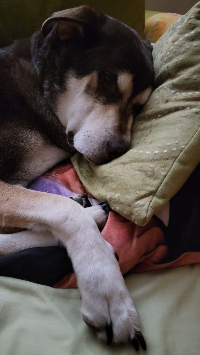 TazMurazz's tweet photo. I haz a pillow https://t.co/uqKIEpNgdX