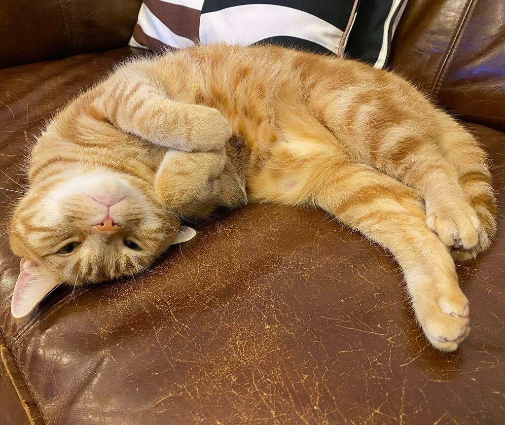 ogawa's tweet photo. #redtubby #americanshorthair #cat #レッドタビー #アメリカンショートヘア #猫 #いいね待ち猫 https://t.co/Re7l7QlhQO https://t.co/SxvnmgSfgq
