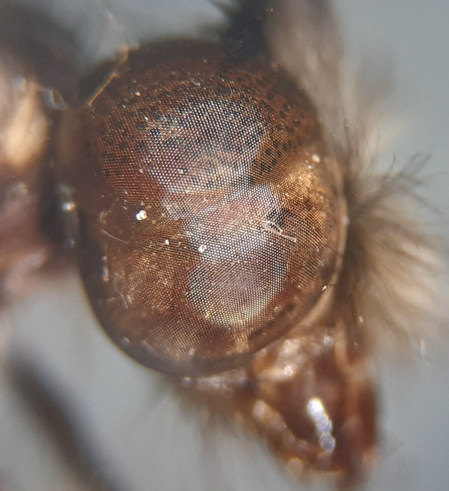 Entomophill's tweet photo. Did you know that some #Owlflies have eyes split in half? The upper lobe is exclusively sensitive to #ultraviolet light. The lobe may be slightly furrowed as in Fillus sp. (#Ascalaphini) or entirely in #Ululodes sp. (#Ululodini).
#Neuroptera #Antlion #Insects #Entomology https://t.co/dQgM3kug30