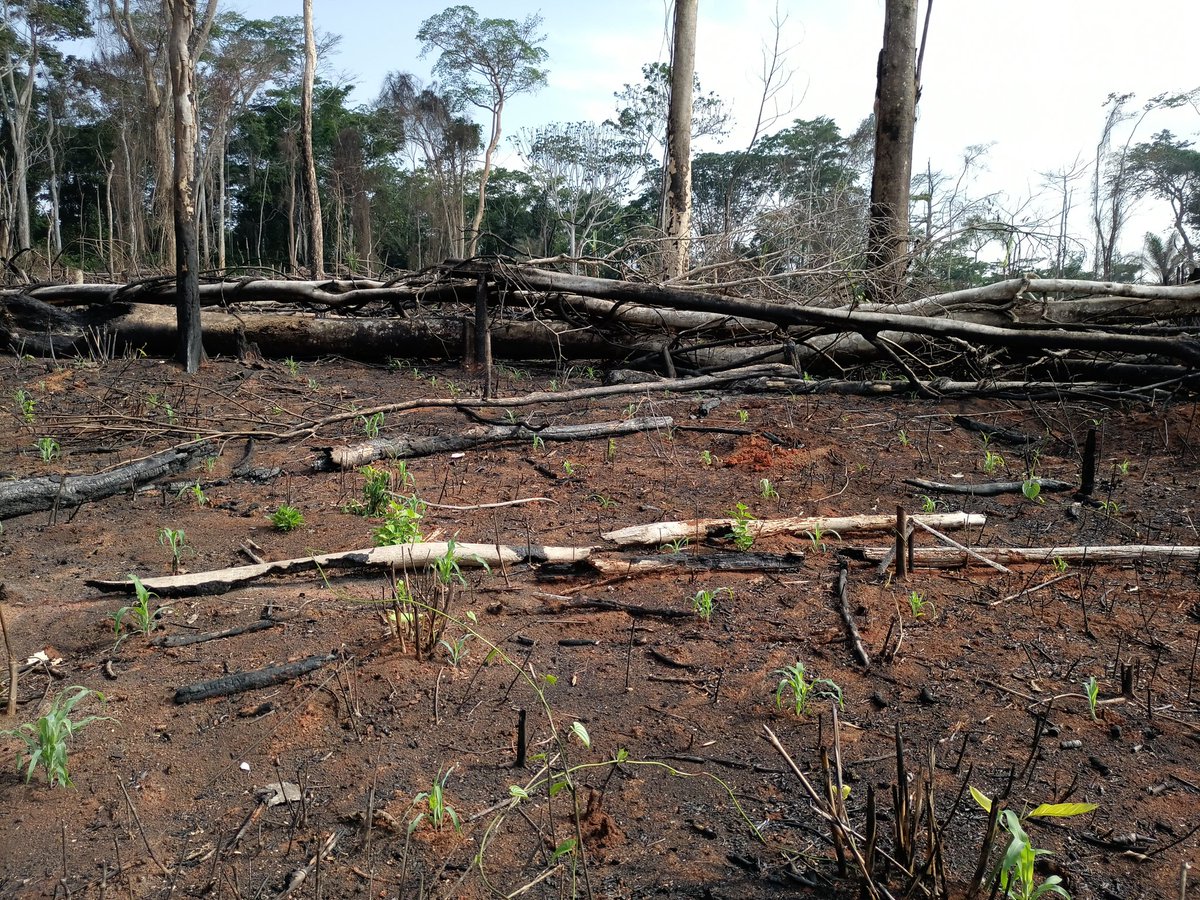 AbiluTangwa's tweet photo. Ecological crisis. No to ecocide. https://t.co/mO8ZscRpbC