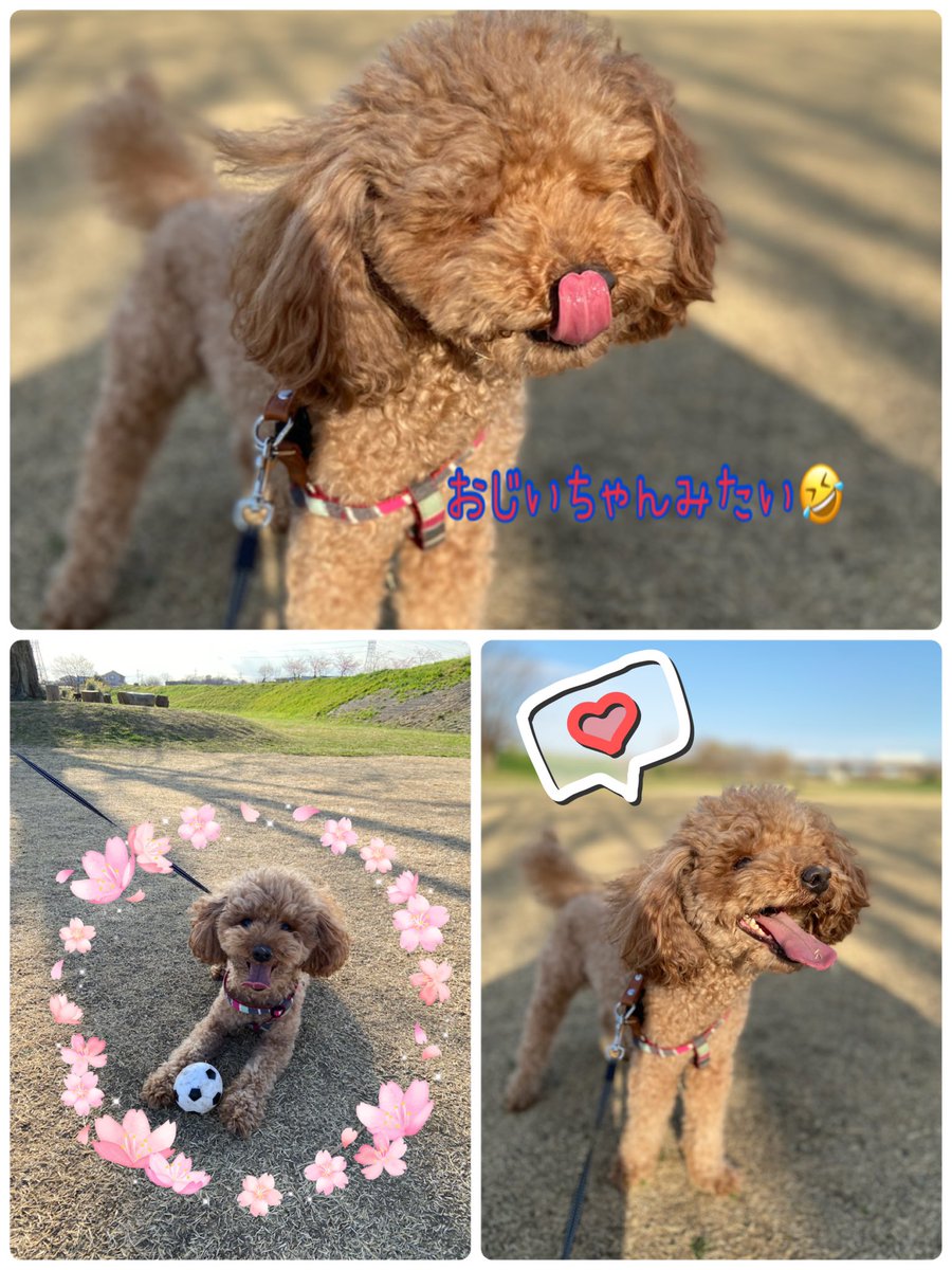 アプリこっと@fukaziroh🐶 tweet media