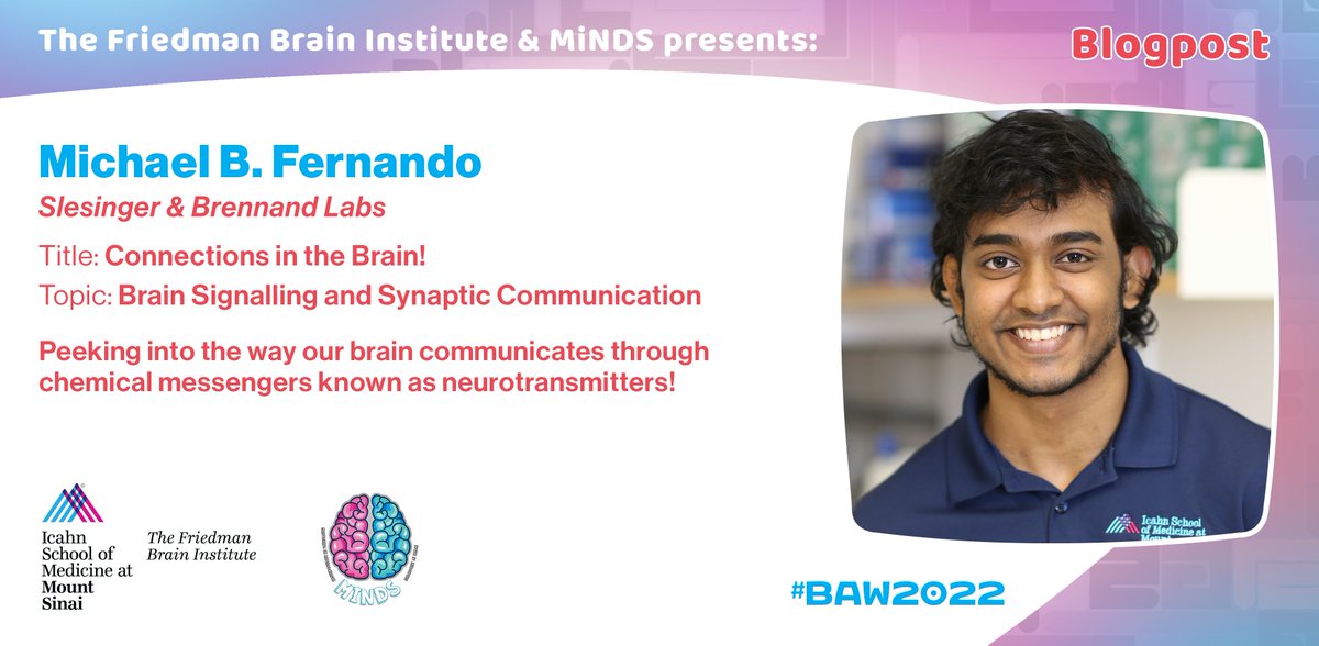 SinaiBrain's tweet image. ❓DID YOU KNOW that to operate the #brain🧠,"individual cells called #neurons form upwards of 100 TRILLION connections w/ each other." CHECK OUT @Mbfneuro's #BrainBlog "Connections in the Brain"to LEARN MORE👉🏽mindatsinai.com/mindsblog/conn… @dana_fdn @SinaiNeuro #BrainAwarenessWeek