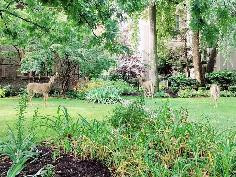 Deer sighting here in Cleveland.

With so many miserable things to focus on lately, I totally forgot about this little joyful moment!

It's always nice to have a peaceful moment with nature.

What small moment have made your day recently?

#WritingCommunity #Cleveland #AuthorLife