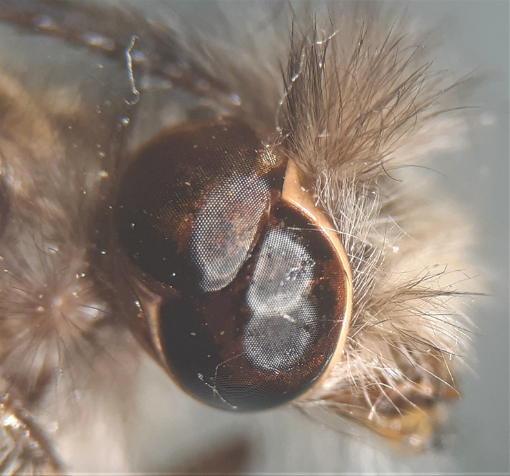 Entomophill's tweet photo. Você sabia que alguns #Ascalaphinae possuem os olhos divididos ao meio? O lobo superior é exclusivamente sensível a luz #ultravioleta. O lobo pode ser levemente sulcado como em Fillus sp. (#Ascalaphini) ou totalmente em #Ululodes sp. (#Ululodini).
#Myrmeleontidae https://t.co/ZqoDVfLptN