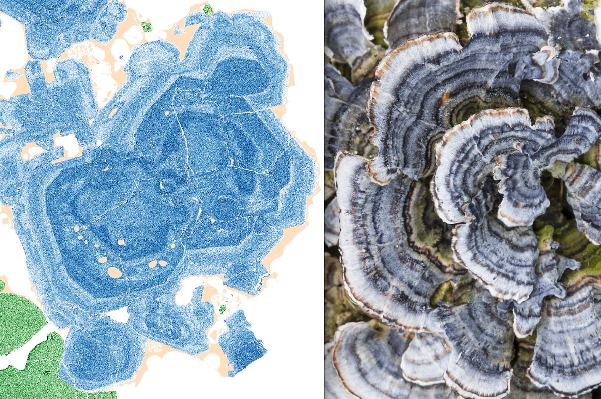 plagioclase zonation (darker = more calcic) vs. turkey tail mushrooms (trametes versicolor)