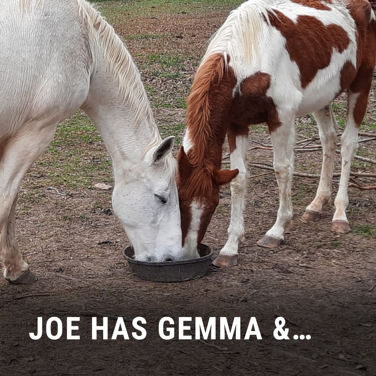 Habitat for Horses tweet media
