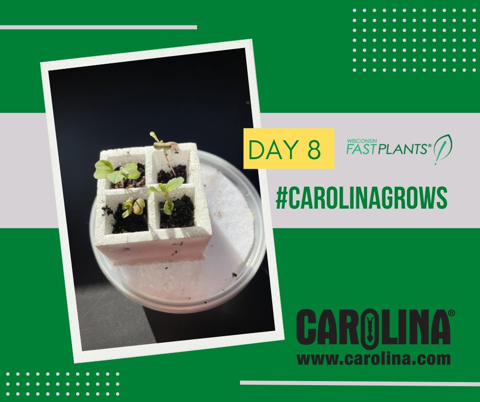 CarolinaBio's tweet photo. Day 8: Back from the weekend!
Look at all the lush growth! 😍 It seems a shame to have to thin it, but it’s time!  Now the remaining plants have lots of room to grow!

@fastplants 
#carolinagrows #wisconsinfastplants https://t.co/XGq7QOpQCh