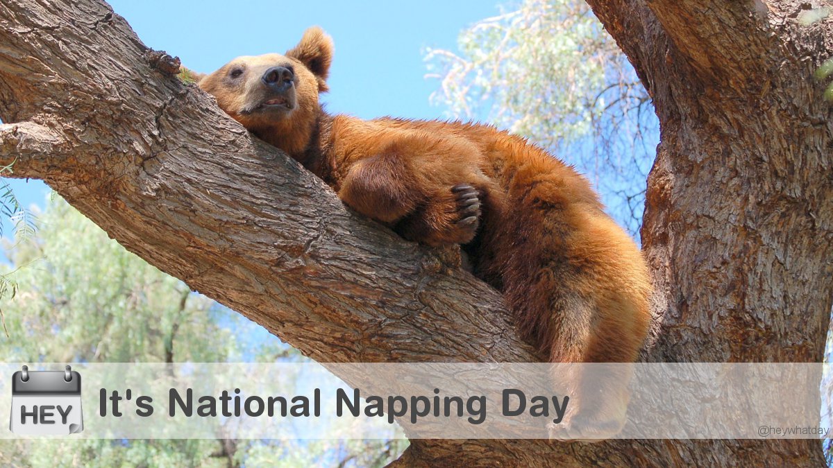 HeyWhatDay's tweet photo. It's National Napping Day! 
#NationalNappingDay #NappingDay #WorkplaceNappingDay https://t.co/OLuj6G1doy