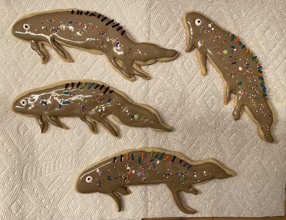 KidneyWars's tweet photo. Even Daylight Savings Time could not stop #NephMadness #AnimalHouse cookies! @NephMadness @VCU_Nephrology @VCU_IMRes @TeamLungfish @TeamBear22 @teamnmbear @NephGiraffe @TeamNephroWhale @Dog4NephMadness https://t.co/K61mdV47C0
