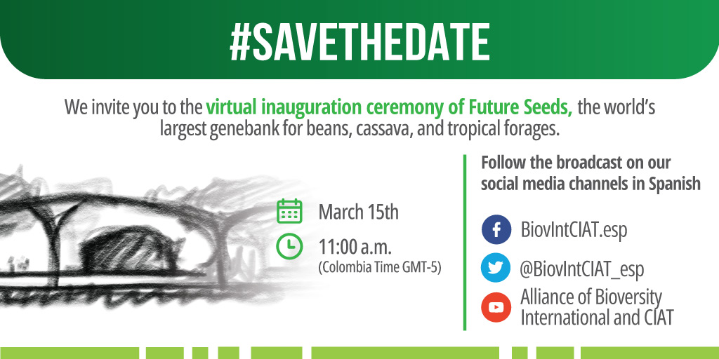BiovIntCIAT_eng's tweet photo. #FutureSeeds is set for launch 🌱 Join us at our genebank's inauguration! 

🗓 Tomorrow, March 15
🕚 11:00am Colombia 🇨🇴

We'll be covering the event here in English. For Spanish:
🔴YouTube: https://t.co/G1rDwk6Din
🔵Facebook: https://t.co/RBBVcqCQ6N
⚪Twitter: @BiovIntCIAT_esp https://t.co/GPJiTkD9qB