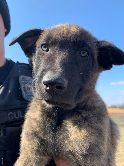 kcpolice's tweet photo. Police puppies?? It’s paws-ible 😎

Details coming… https://t.co/bH2uV57rIq