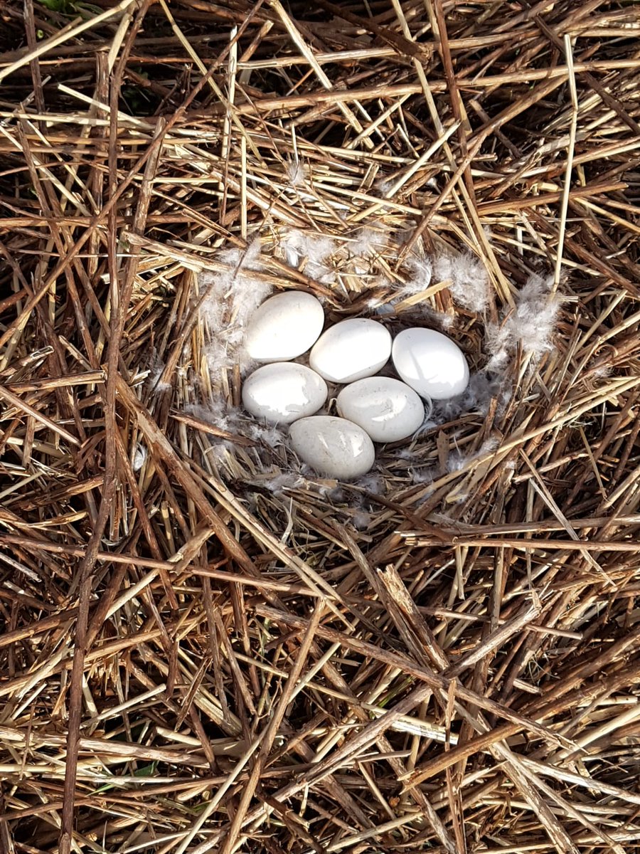 Wat zou je er van vinden als je op het nest zit en de bosmaaier maait letterlijk rondom je nest weg? In opdracht van Zaanstad vorige week massaal uitgevoerd door Landschap Noord-Holland. Diep en diep triest!!
rtvzaanstreek.nl/dieren-en-natu…