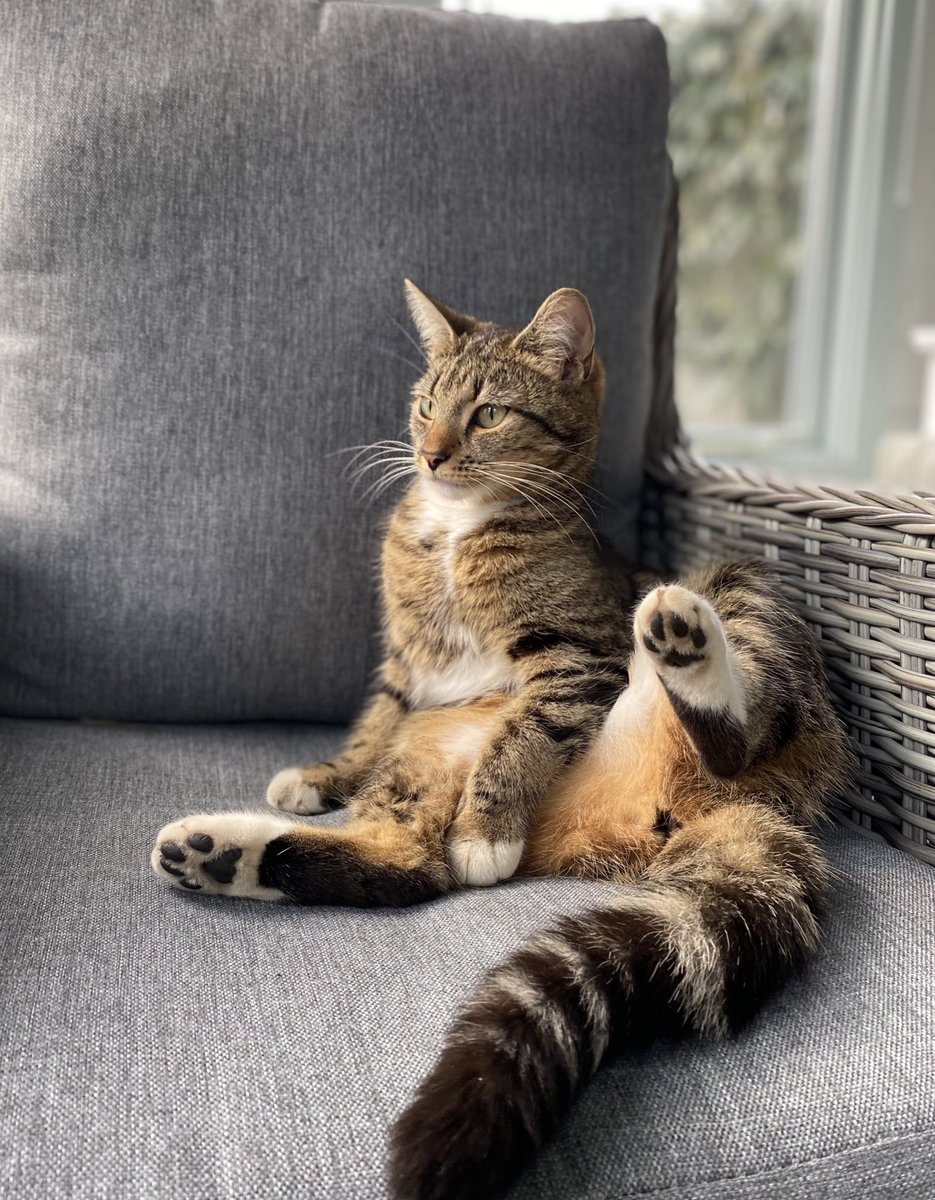 AriadnCuxirimay's tweet photo. When you forget what you’re in the middle of, and find yourself pondering the meaning of life.
#MondayThoughts #MidWash #CatsOfTwitter #Cats https://t.co/dMZjyZ0NKj