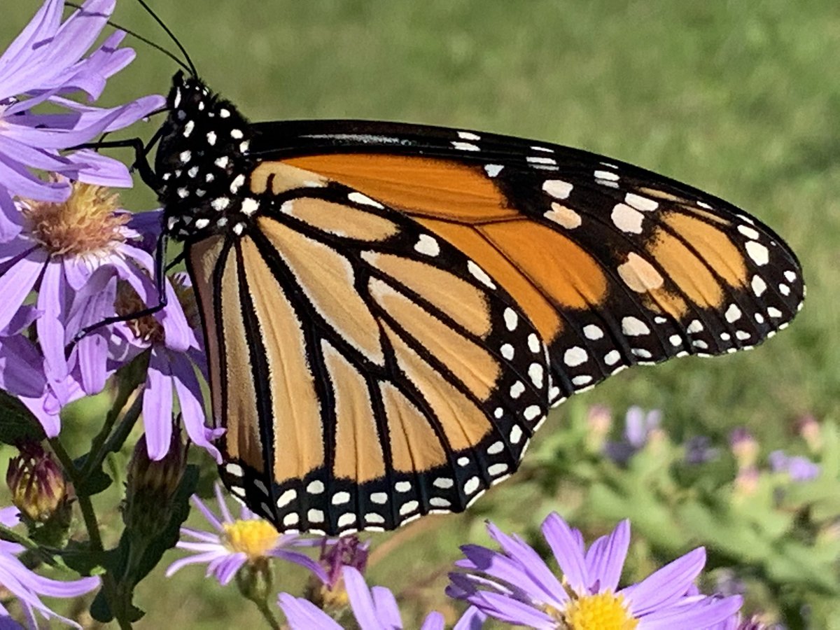 GrayFeist's tweet photo. Be sure to sign up for the online #ButterflyingWorldSeries event this summer.

https://t.co/WzDHrPFy3p https://t.co/rCM84Dpxcd