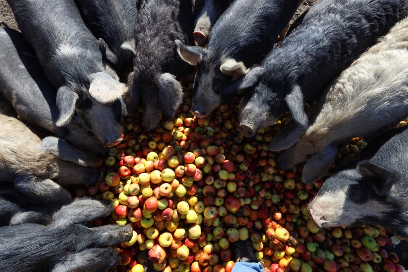 LookoutSCruz's tweet photo. One Santa Cruz County farmer’s quest to grow sustainable, locally raised meat https://t.co/zaFEo90gpr via @LilyWrenn on the challenge facing #SantaCruz meat producers https://t.co/750uYmzpPe