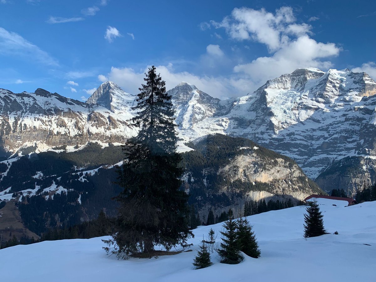 Shark Bay Dolphin Research tweet media