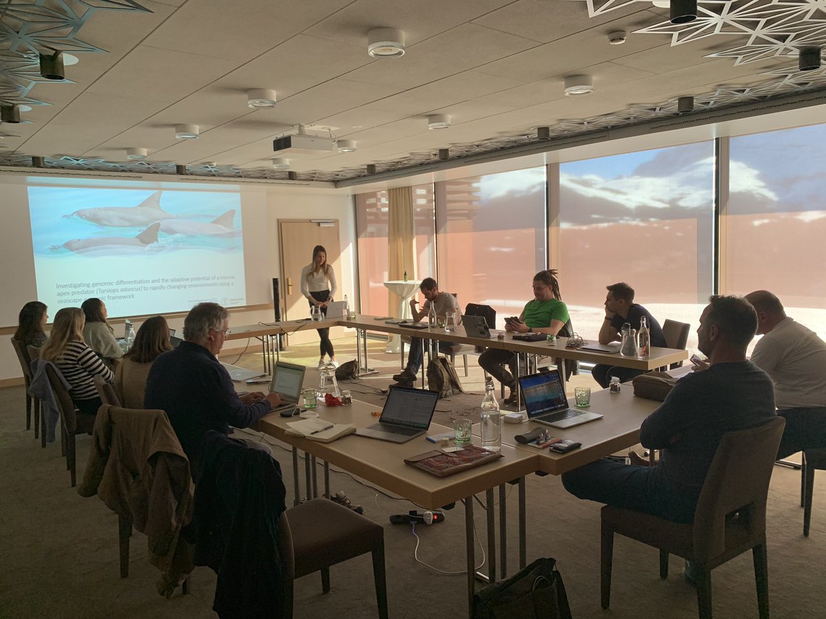 Shark Bay Dolphin Research tweet media