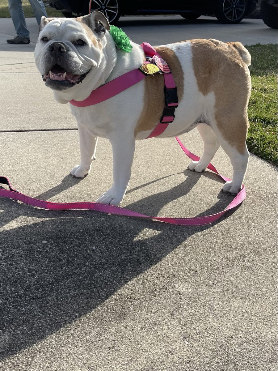 GracieSunshine1's tweet photo. Be the reason someone smiles today. ☺️✌🏻❤️ #BeKind #BulldogWisdom #SpreadLoveNotHate https://t.co/uxrqF2t6uY