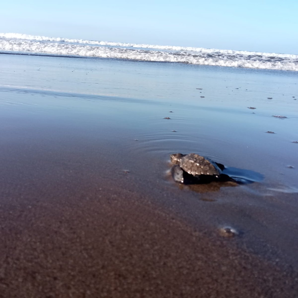 FCousteauOLC's tweet photo. We successfully released 101 Olive Ridley hatchlings out of 108 that were relocated to the hatchery. Look at the little ones go! #FCOLC #seaturtles #ocean #oceanally #nonprofit #social #release #nature #travel #lifestyle #adventure #linkinbio #inspiration https://t.co/B6489sWPKi
