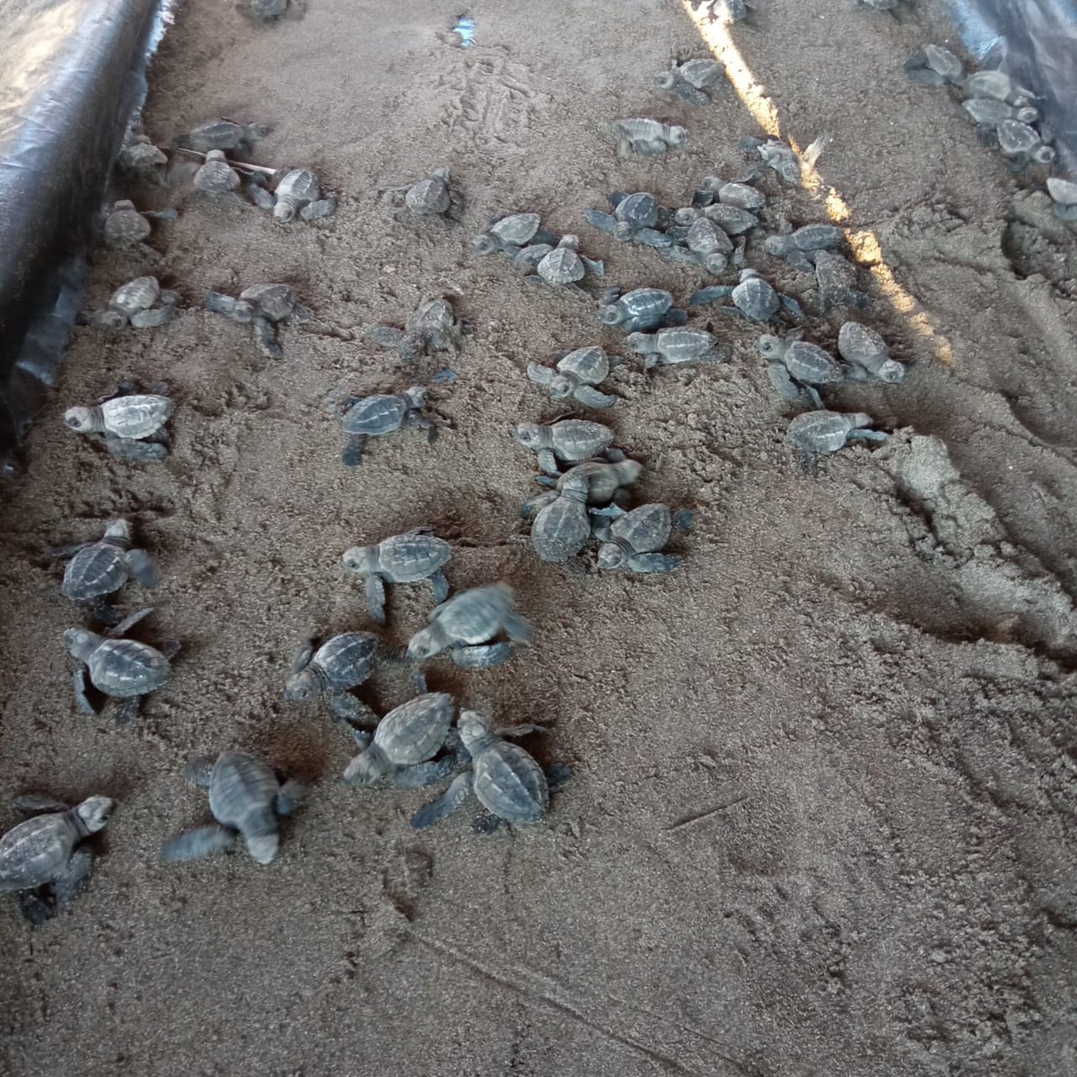 FCousteauOLC's tweet photo. We successfully released 101 Olive Ridley hatchlings out of 108 that were relocated to the hatchery. Look at the little ones go! #FCOLC #seaturtles #ocean #oceanally #nonprofit #social #release #nature #travel #lifestyle #adventure #linkinbio #inspiration https://t.co/B6489sWPKi