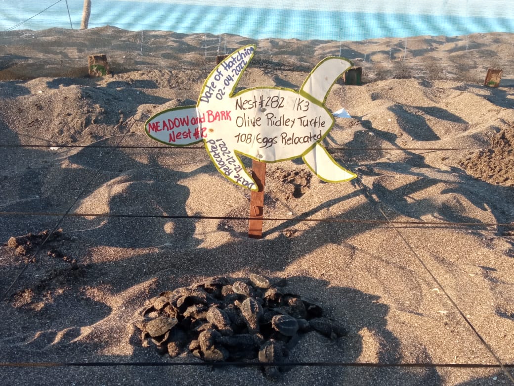 FCousteauOLC's tweet photo. We successfully released 101 Olive Ridley hatchlings out of 108 that were relocated to the hatchery. Look at the little ones go! #FCOLC #seaturtles #ocean #oceanally #nonprofit #social #release #nature #travel #lifestyle #adventure #linkinbio #inspiration https://t.co/B6489sWPKi
