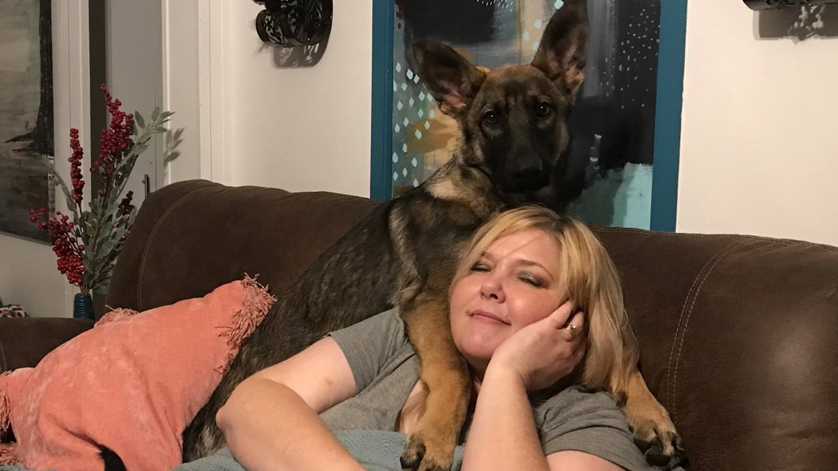 MalissaMelrose's tweet photo. My puppy's favorite place to sit... this was at Christmas time and training hasn't gone well. Signed up for a new course and we start today! Wish us luck! (Ignore the terrible late night pic) #GermanShepherd #LokiDogOfMichief #8montholdpup #dogtraining https://t.co/TGLVrHMsy0