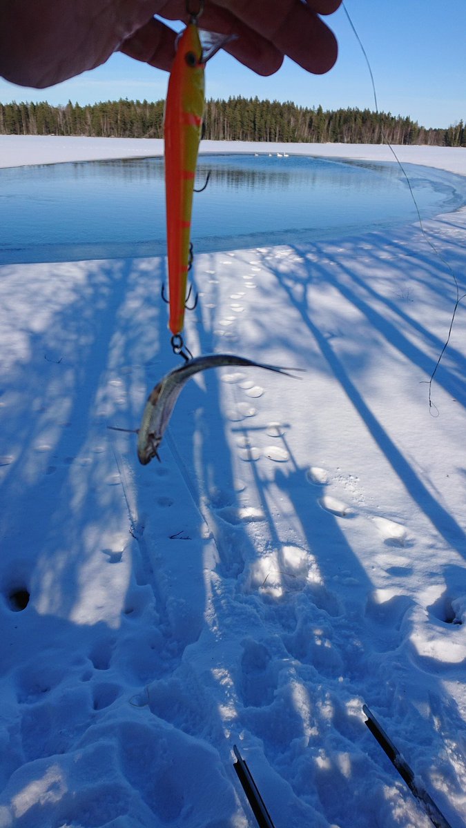 erarenki's tweet photo. Saalis - vahingossa koukkuun jäänyt salakka. https://t.co/QI0pZlN8XJ