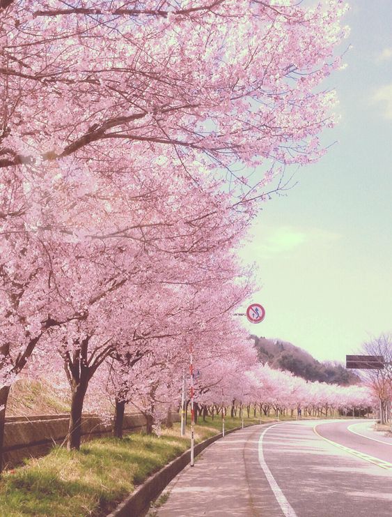 RashadaWrites's tweet image. #naturephotograph, beautiful pathway, #spring #flowers🌸🌸🌸🌸🌸