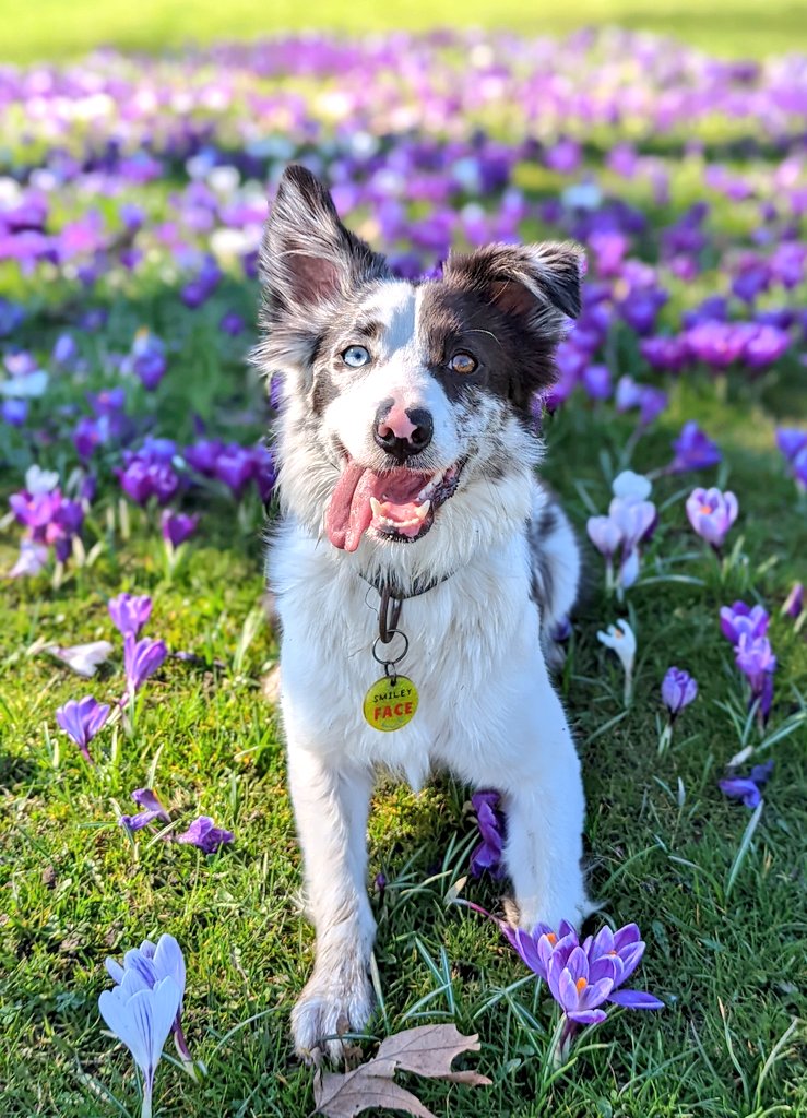 Spring time! Quick phone photo 💐