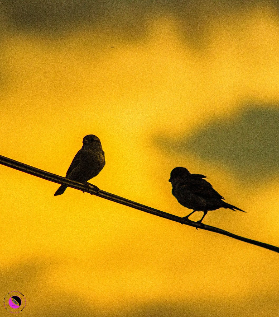 Muzwenje1's tweet photo. Just the two of us against the rest of the world. #birdphotography #shiloute #photography #PhotoOfTheDay https://t.co/qf03LR0AVE