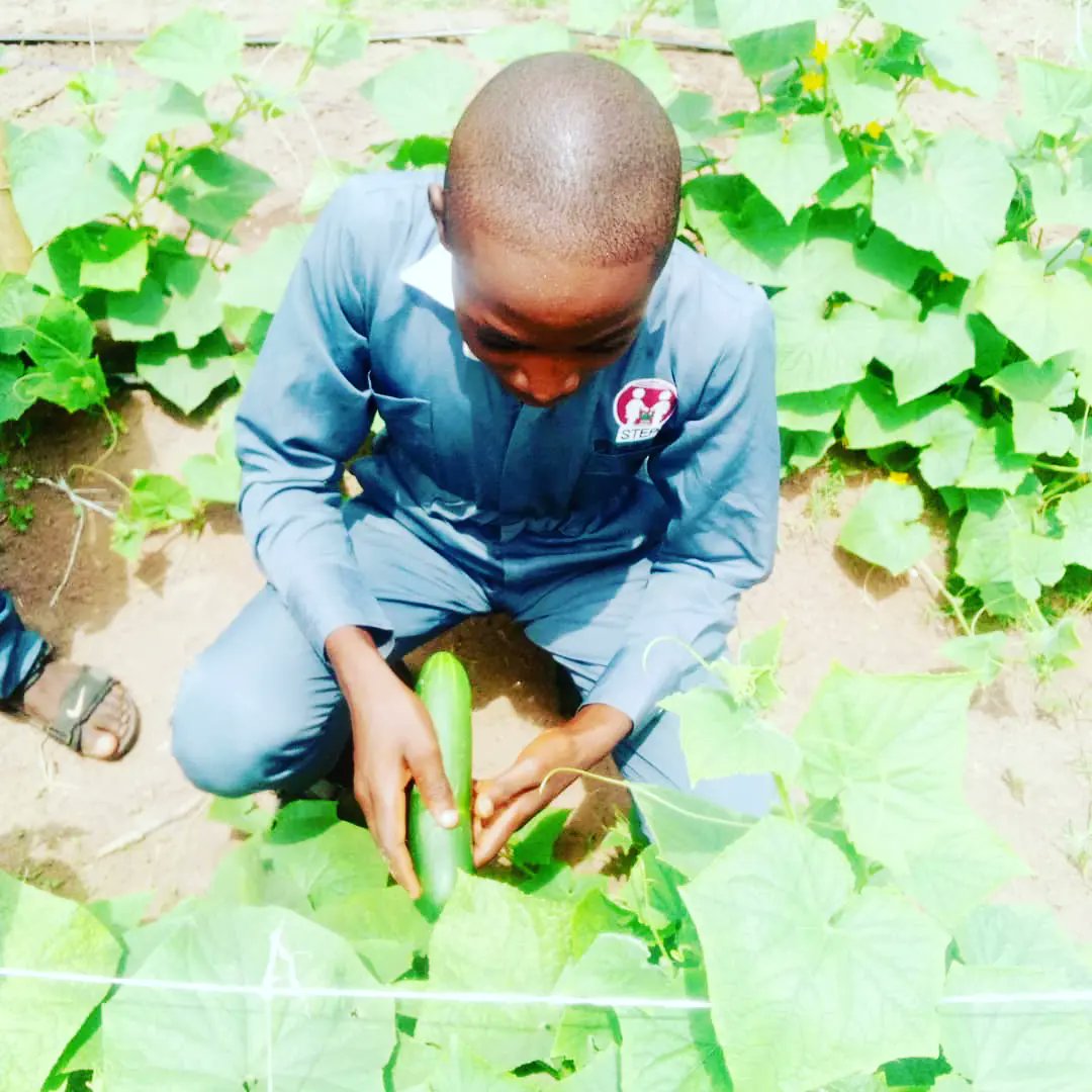 step_iita's tweet photo. Great results from well-trained #STEP students at Oluponna Grammer School, Osun State.

#CatchingThemYoung 
#agriculture 
#agribusiness 

@IITA_CGIAR @IITAYOUTHAGRIP @Osunstategovt @FAOWestAfrica @AfDB_Group @CGIAR https://t.co/dC3snO0H8i