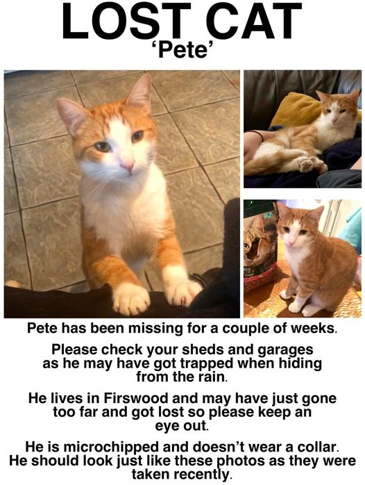 LongfordSarah1's tweet photo. Have you seen Pete? #findPete https://t.co/5aHeKHuilj