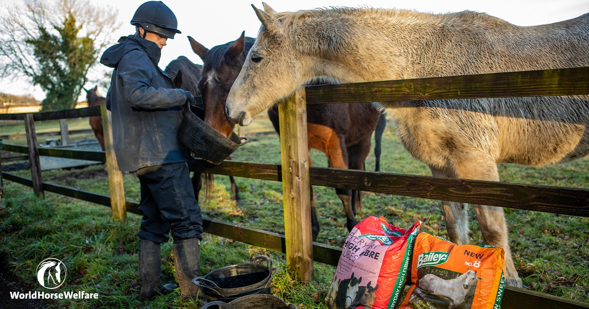 World Horse Welfare (@horsecharity) on Twitter photo A herd of underweight Thoroughbred horses are making excellent progress in their recovery thanks to the support of <a href="/BaileysFeeds/">Baileys Horse Feeds</a> who have generously donated feed for the horses and ponies in our care. Read more here: bit.ly/3IaszEb A herd of underweight Thoroughbred horses are making excellent progress in their recovery thanks to the support of <a href="/BaileysFeeds/">Baileys Horse Feeds</a> who have generously donated feed for the horses and ponies in our care. Read more here: bit.ly/3IaszEb
