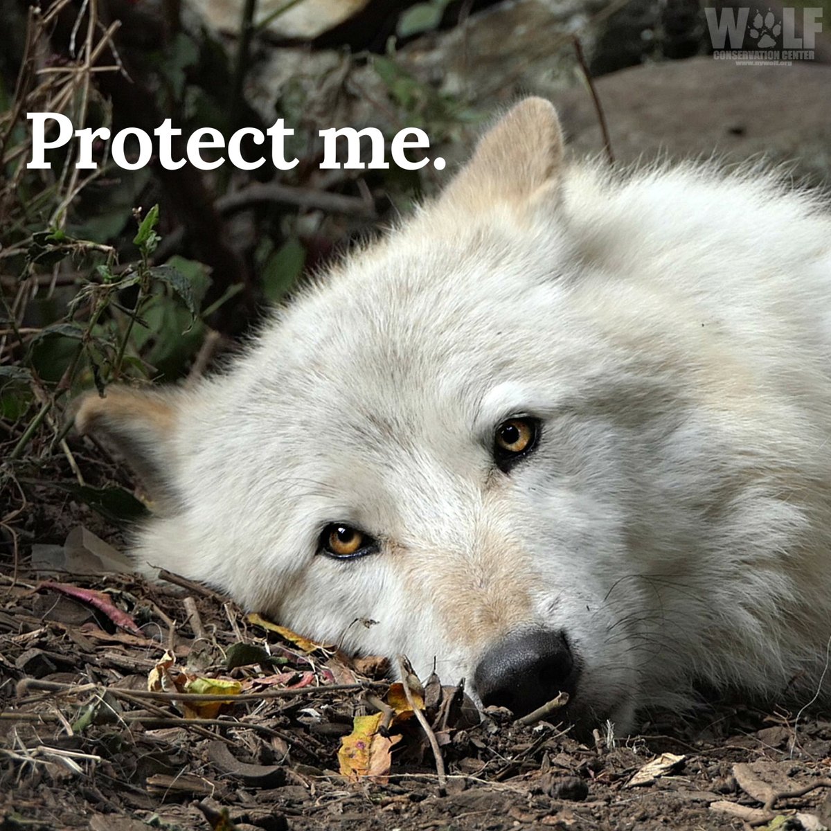 nywolforg's tweet photo. Did you know that it's legal in Montana to kill wolves with neck snares? Snaring is cruel + torturous- wolves can suffer for days.
#RelistWolves means relist ALL wolves, including in Montana where they're still under siege. Ask @SecDebHaaland to do it now: https://t.co/HbrLRWsG0v https://t.co/pFqMUPuMxJ