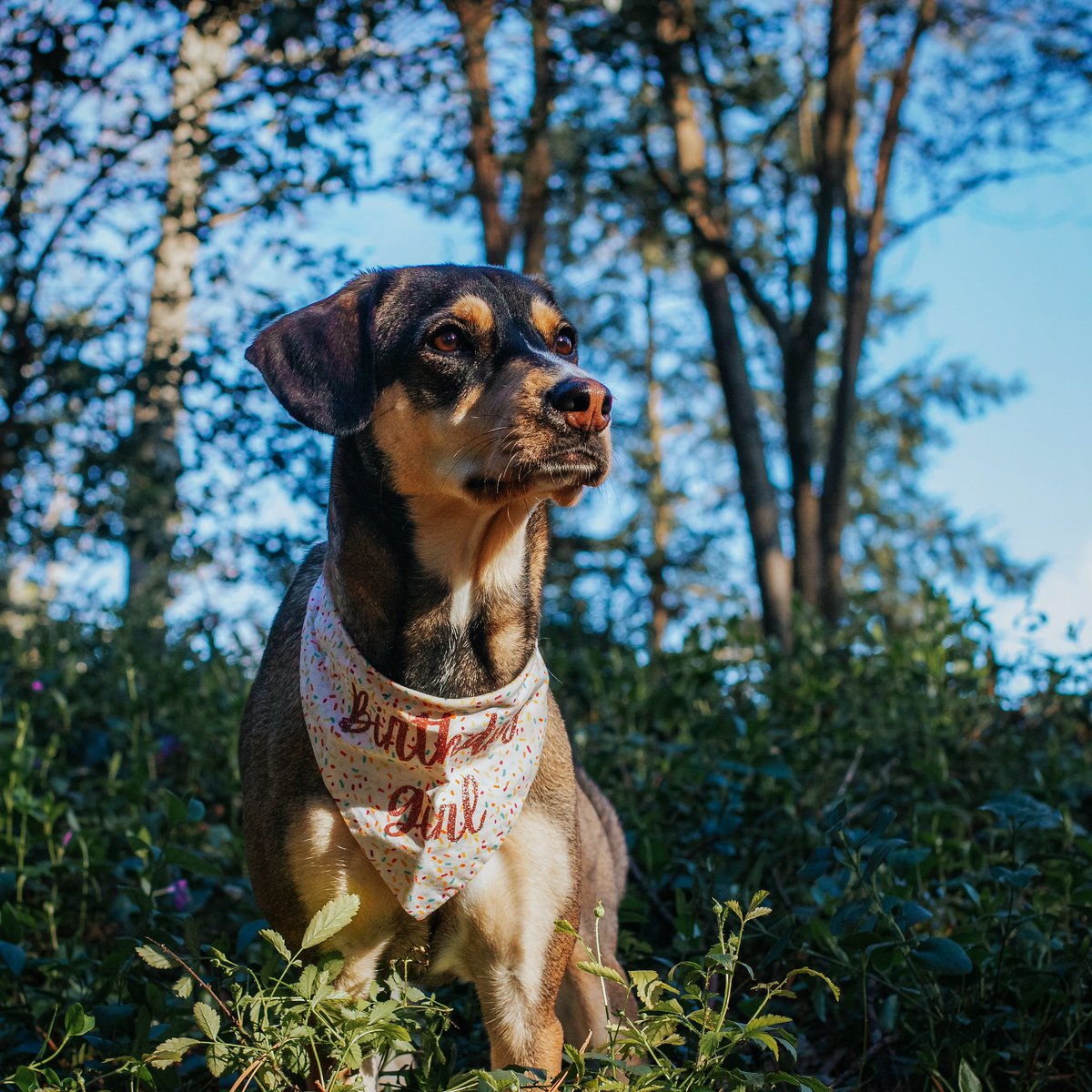 W I L L O W | S T A S S tweet media