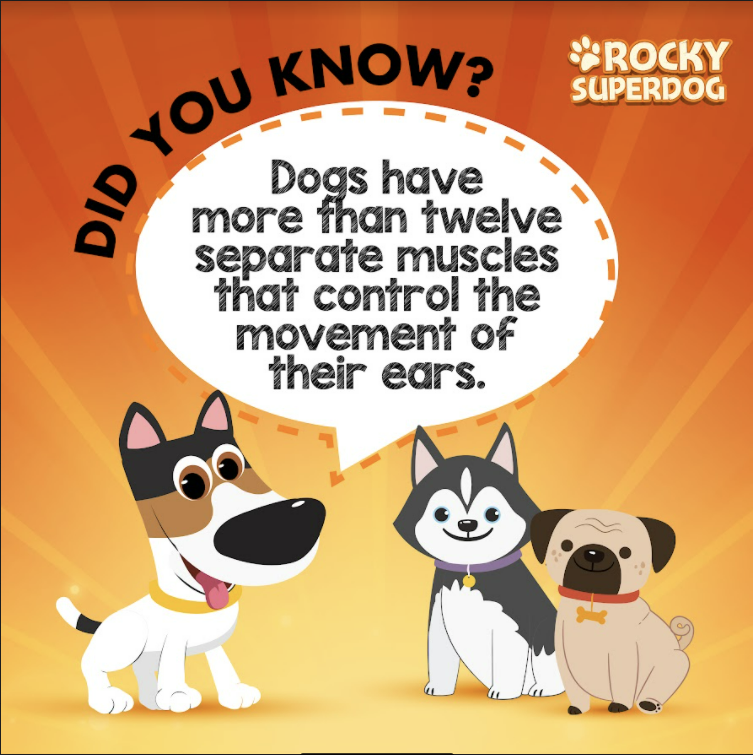 These muscles cause perking, turning, raising and lowering of the ears – allowing for a complex array of movement combinations.

#Rockysuperdog #rockysuperdogadventures #rocky  #dogs #pets #RockyTips #Rockyknowsbest #Rockstar #pettips #dogtips #petsitters