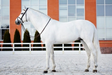 HorseTVESP's tweet photo. Comme il Faut y Obolensky ya están en 🇩🇪

Hace unos días, os contábamos que los #caballos se encontraban atrapados en Ucrania a causa de la #guerra, pero por fin han podido llegar a sus #establos 💙

📌 https://t.co/KY8n0H9nlk https://t.co/2OvjUQn6zA