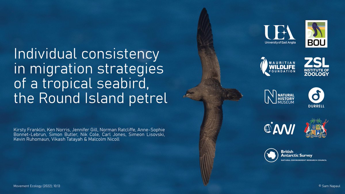 I’m very excited to say that my ✨ first PhD paper ✨ on #RoundIslandPetrels is now available #OpenAcess with #MovementEcology! 

Full paper: doi.org/10.1186/s40462…

1/6 🧵⬇️ #seabirds #ornithology