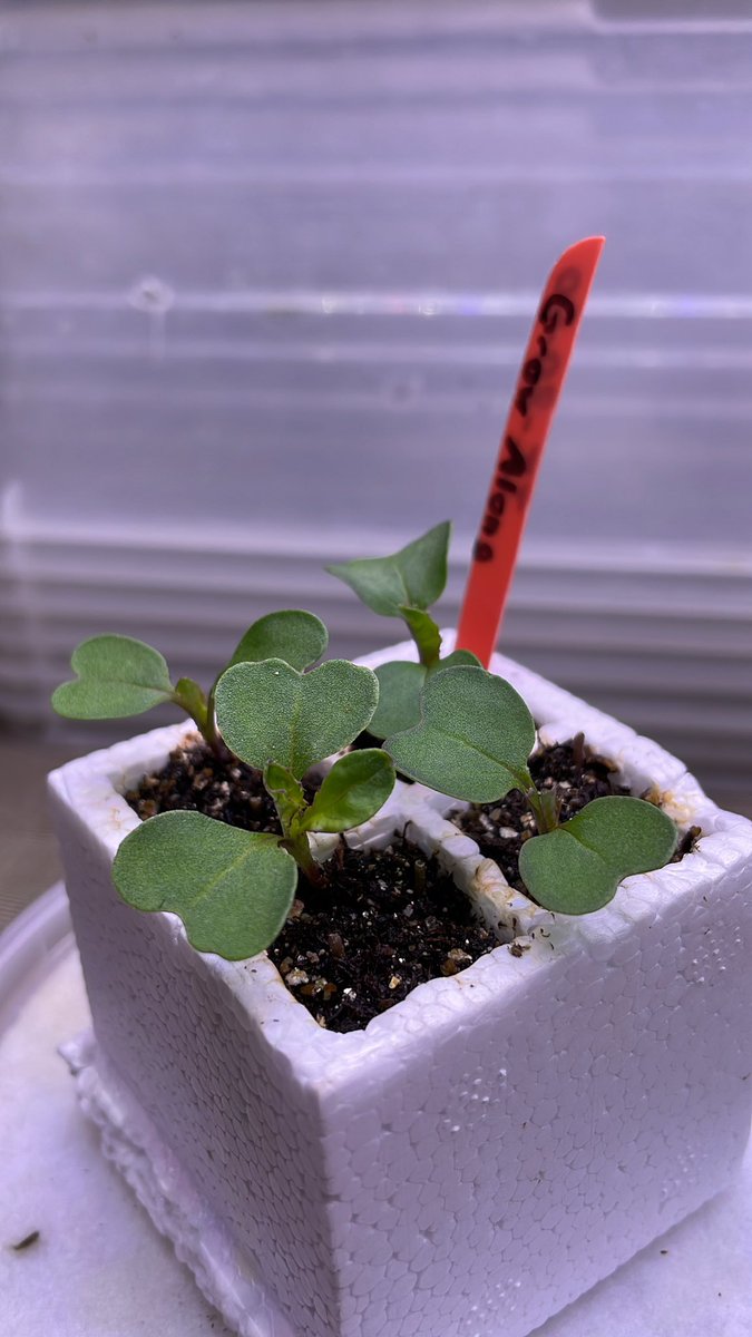 fastplants's tweet photo. Day 8: First true leaves have made a big appearance over the weekend! #carolinagrows #fastplants https://t.co/b1eOG0l64l