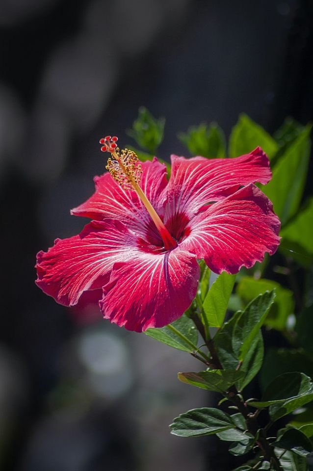 DuEnvironmental's tweet photo. I welcome the new DU Environmental 
Kaya Black (Treasurer)
Sophomore Biology major from Oklahoma City.
Kaya’s favorite flower is the Hibiscus 
#plantaflowerday https://t.co/SD7KDGfVU4