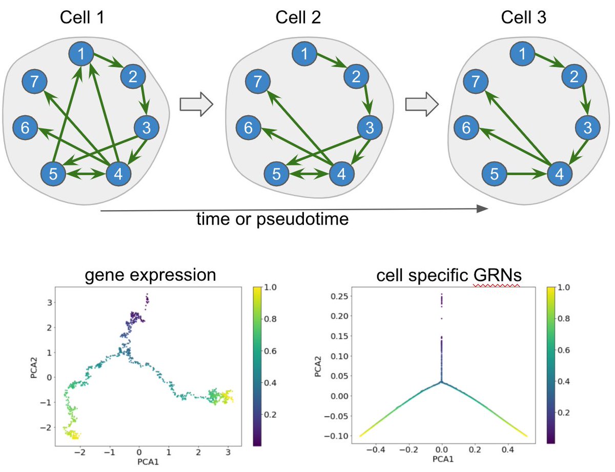 XiuweiZhang's tweet photo. How do gene regulatory networks (GRNs) vary among single cells? We present CeSpGRN (joint work w/ @Ziqi_Peter, Jongseok Han, @dasongle), which infers cell-specific GRNs from single cell gene expression data, and detects dynamic interactions between cells. https://t.co/3oAFU0pQZ5 https://t.co/7L3WivCBw3