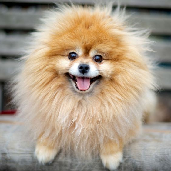 Pictures of wonderful dogs🐕‍🦺, where dogs are considered the most faithful creatures and loyal friend to humans among the types of pets.💞
bit.ly/pet_safe_care_…
💫💫💫
#InShot #cats #doge #CatsOfTwitter #kittens  #dogsoftwitter #dogs #dogsoftwitter #dogsoftwitter #doglovers