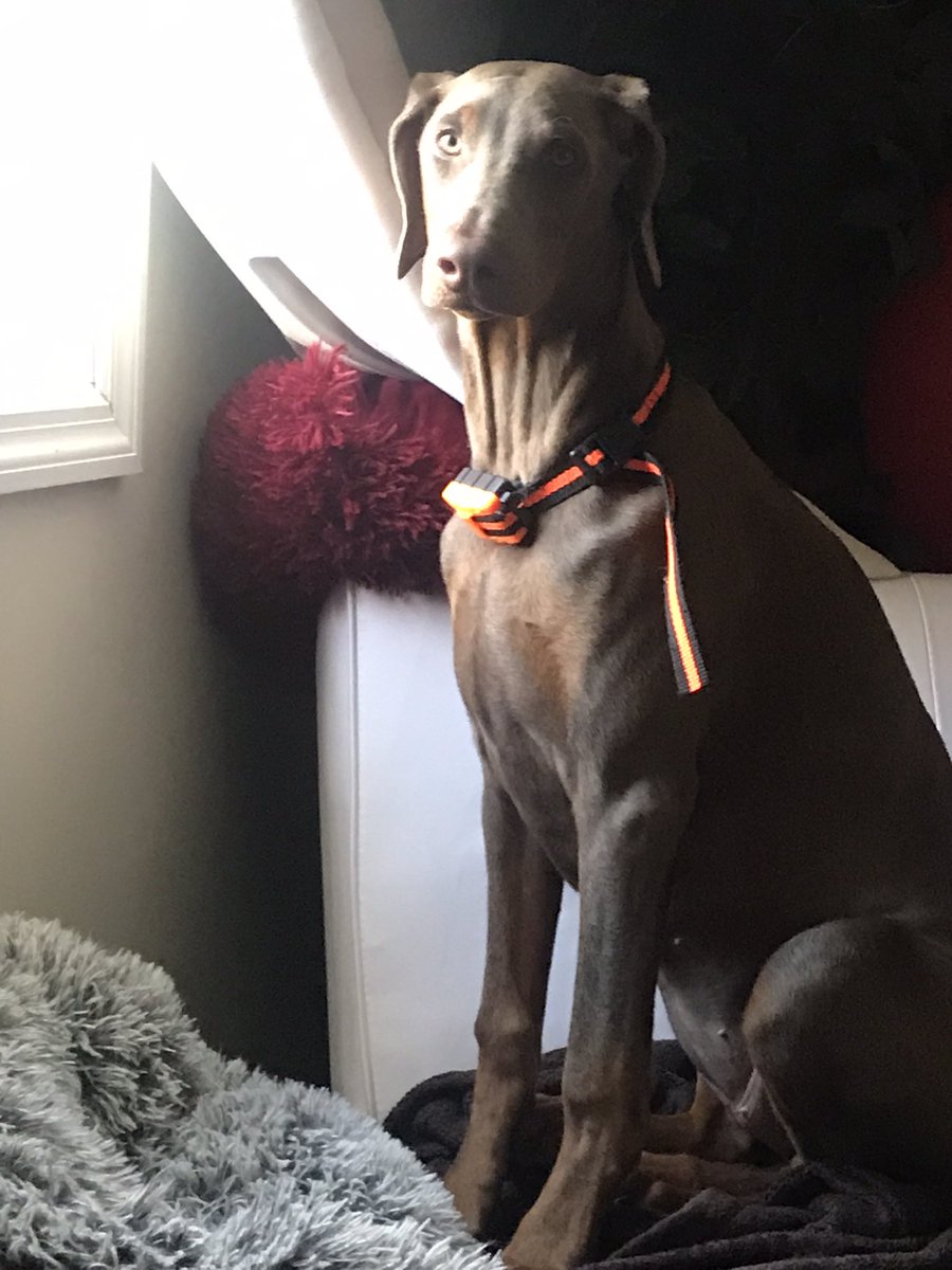 Flexxx_Appeal's tweet photo. #stoic #Lula #talula #landshark #DogsOfTwitter #5months already!! https://t.co/qTz4ChvBUv