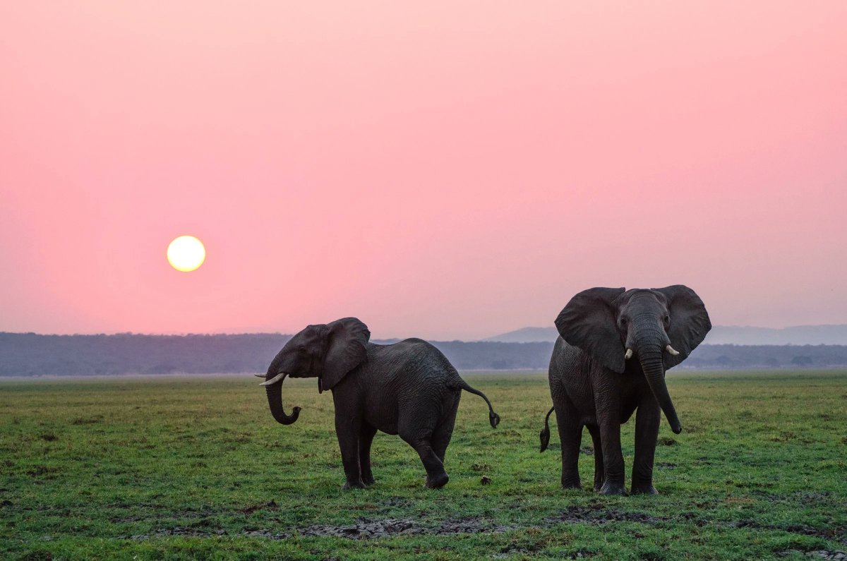 IISD_ENB's tweet photo. #CITES #SC74 delegates completed a tough agenda of 89 items, 117 documents and 5,000 pages, covering issues from big cats conservation, to tree species, and many other species related matters, making way for the next Conference of Parties

Briefing note ➡️ https://t.co/gDYdGIqaaE https://t.co/NTYfkHhAVV